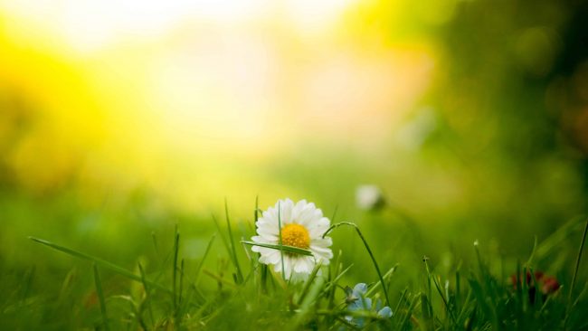 Single daisy in grass