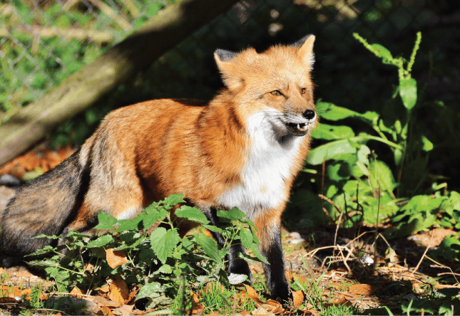 Fox in woods