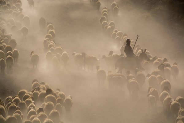 herd of sheep