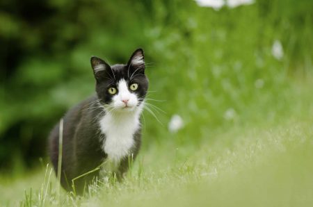 black and white cat in grass