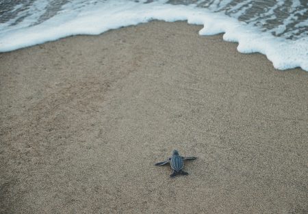 sea turtle on beach