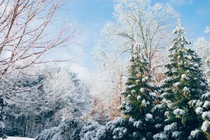 winter snow scene