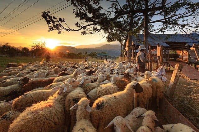 sheep and shepherd at gate