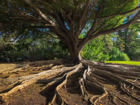 tree with extensive root network